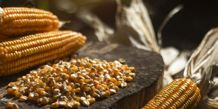 Alguns dos diferentes tipos de milho - depositphotos.com / tunpeee