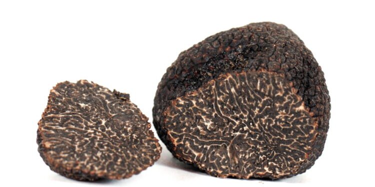 Trufas negras são fungos que crescem abaixo da superfície do solo - depositphotos.com / cynoclub