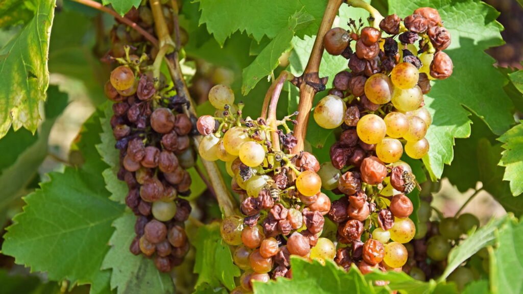 Uvas para vinho Tokaji
