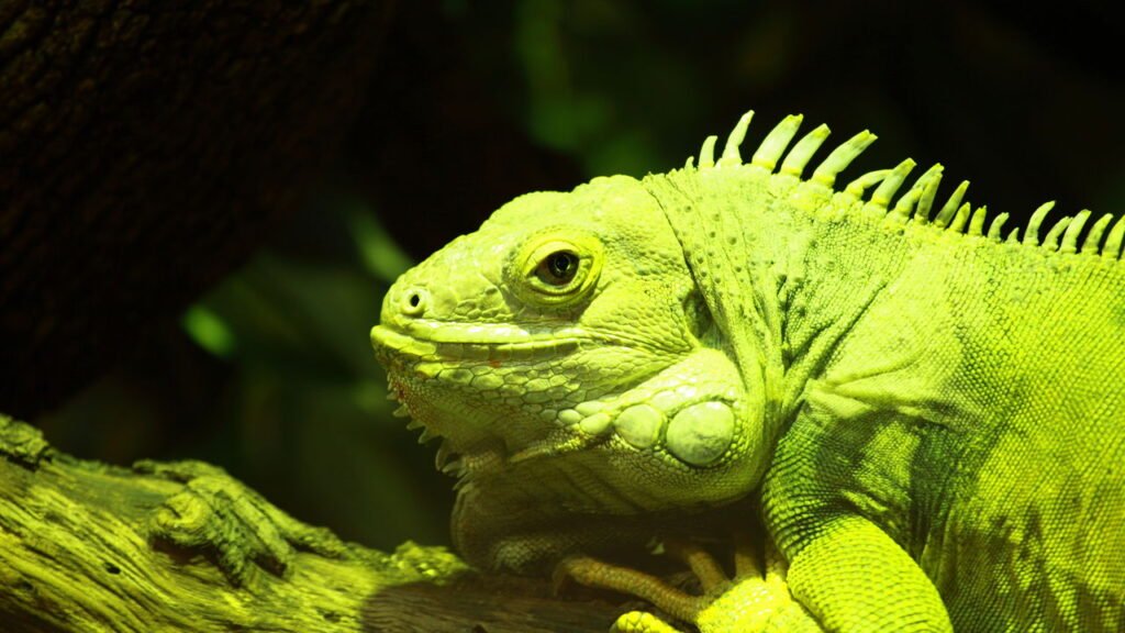 Iguana-verde