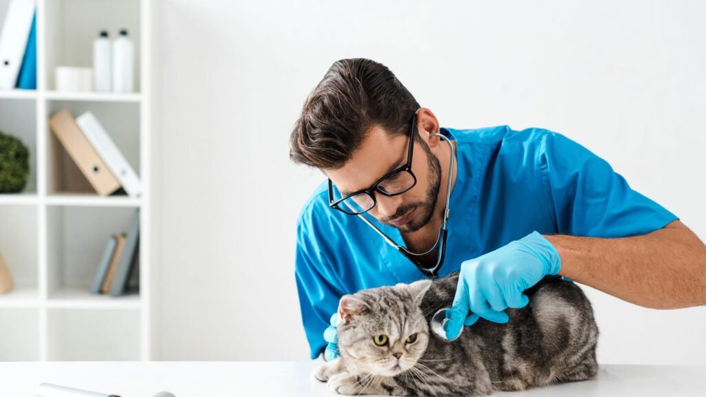 Gato no veterinário