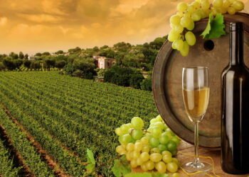 Muito além do vinho: O que faz uma vinícola ser considerada a melhor do mundo?