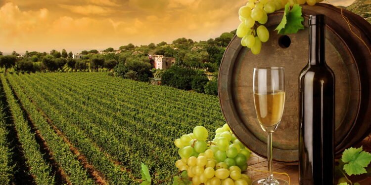 Vinho, uvas e vinhedo ao pôr do sol - depositphotos.com / Miiisha