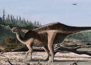 Istiorachis macarthura