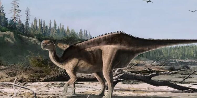 Istiorachis macarthura