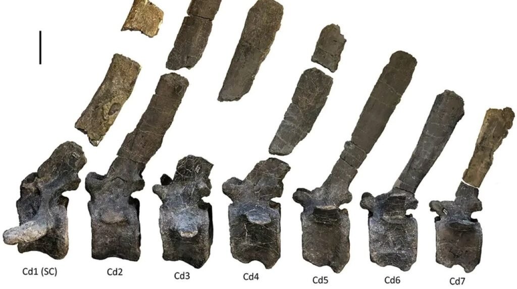 Istiorachis macarthura