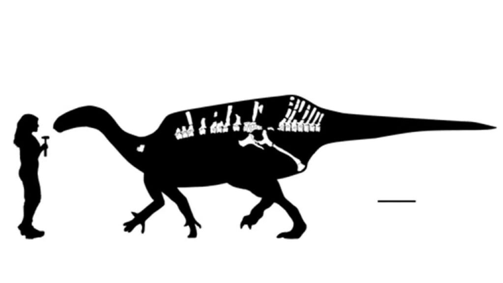 Istiorachis macarthurae