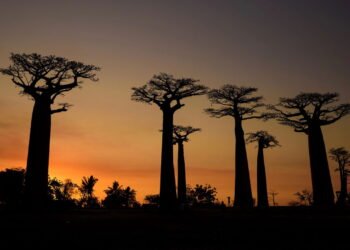A árvore símbolo de Madagascar corre risco de extinção