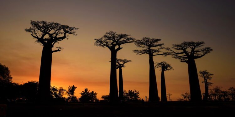 Baobá Grandidieri, em Madagascar - depositphotos.com / DHDeposit18