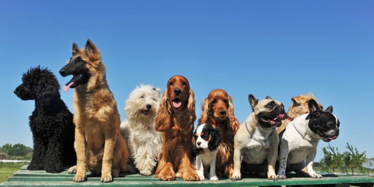 Diversas raças de cachorro conquistam seus tutores - depositphotos.com / cynoclub