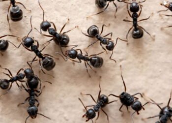 Para cada ser humano, existem 2,5 milhões destas criaturas