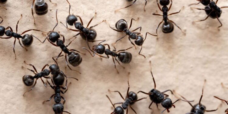 Formigas - depositphotos.com / bankbank650@gmail.com