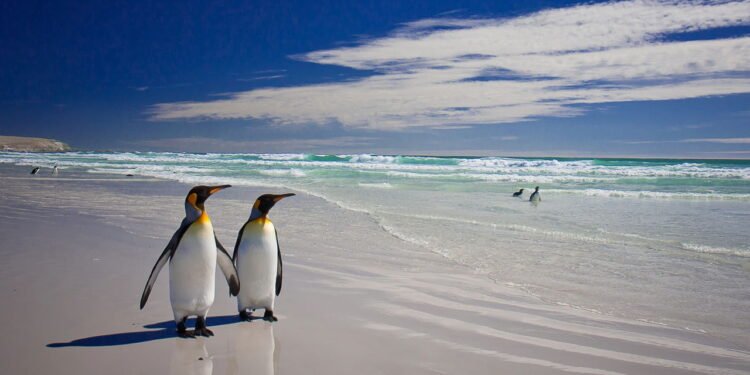 Pinguins-reis em Volunteer Point, nas Ilhas Malvinas - depositphotos.com / ncousla
