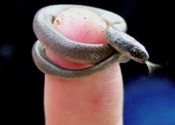 Menor cobra do mundo é ‘redescoberta’ em Barbados