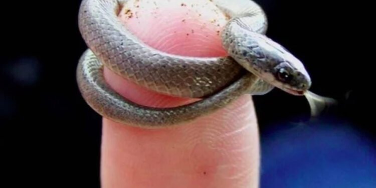 Trata-se da Tetracheilostoma carlae - Stephen Blair Hedges/Universidade Estadual da Pensilvânia