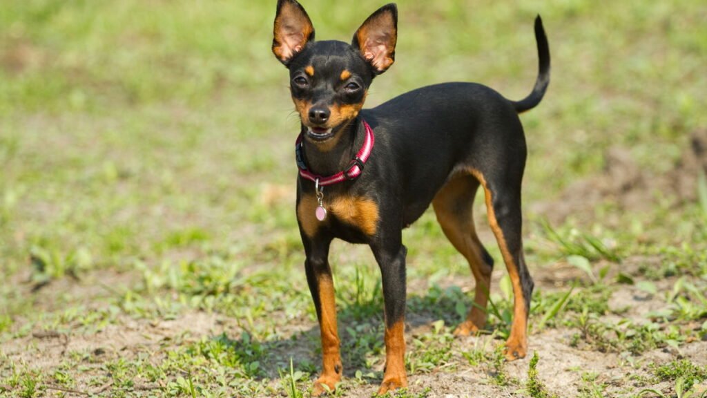 Cachorro da raça Pinscher
