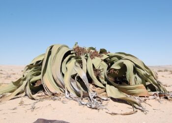 Welwitschia mirabilis