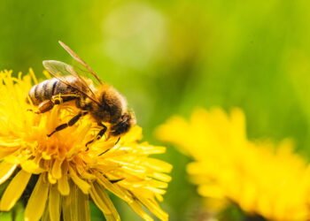 Uma abelha te picou? Saiba o que fazer para aliviar a dor