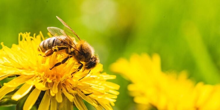 É preciso ter cuidado com picadas de abelhas - depositphotos.com / iciakp