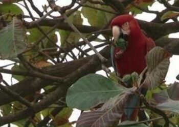 Arara-vermelha