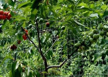 Árvore Frankenstein