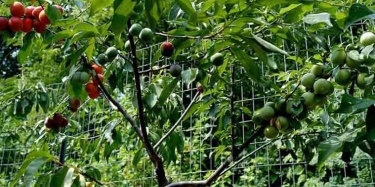 Árvore Frankenstein