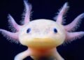 Axolote