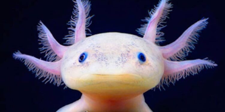 Axolote