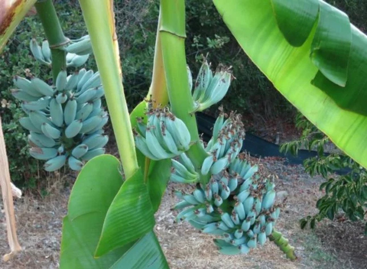 banana-azul-conhe-a-essa-fruta-ex-tica