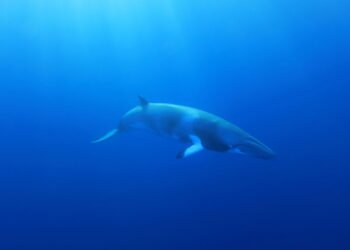 Conheça as curiosidades sobre a menor baleia do mundo