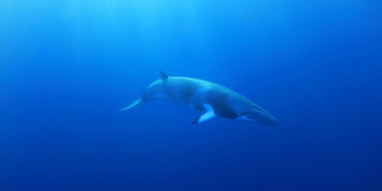 Baleia-minke-anã - depositphotos.com / aquanaut