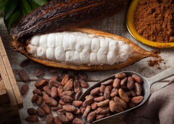 Qual país produz o melhor cacau do mundo?