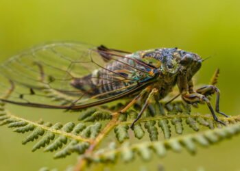 O impactante motivo pelo qual as cigarras fazem tanto barulho