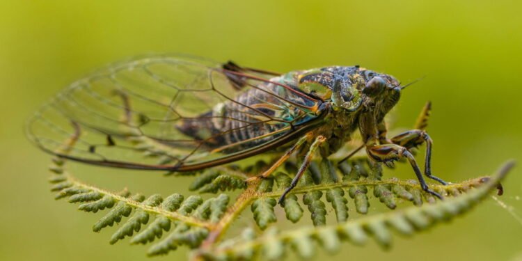 O barulho das cigarras é intenso durante o período mais quente do ano - Cigarras - depositphotos.com / CreativeNature