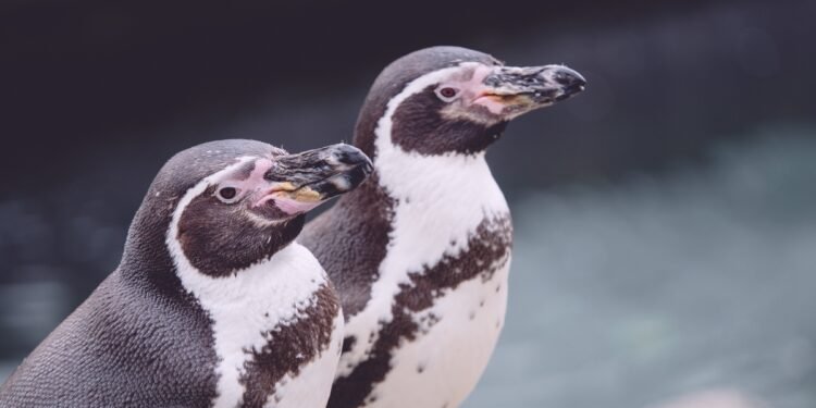 Pinguim-imperador