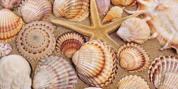 As conchas têm papel fundamental no ecossistema marinho - depositphotos.com / nito103