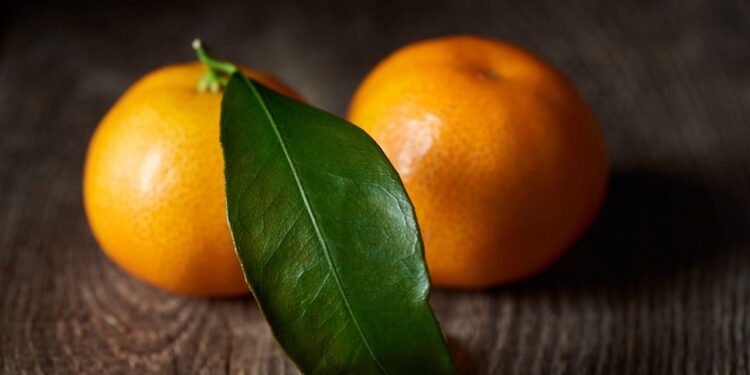 Chá de folha de laranja traz muitos benefícios -  depositphotos.com / MicEnin