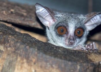 Galago