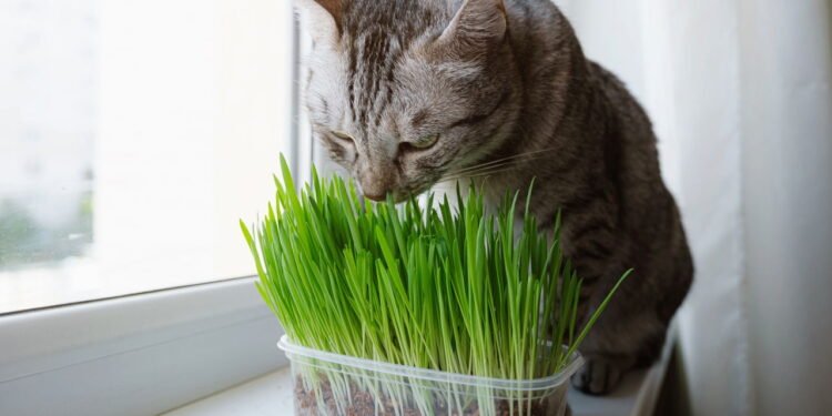 Gato come grama