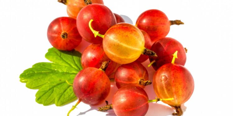 Groselha - depositphotos.com / Elf+11