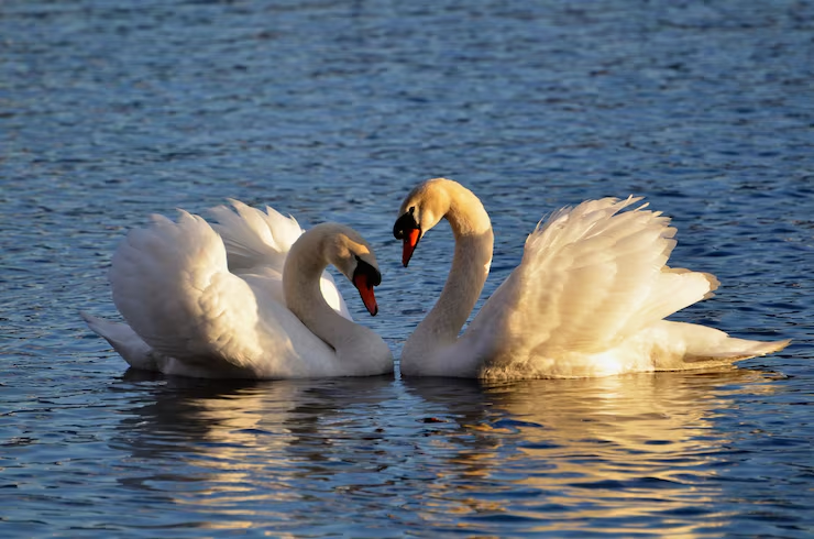 Cisnes