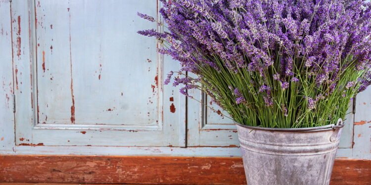 Lavanda pode ser uma alidada contra escorpião - depositphotos.com / anskuw