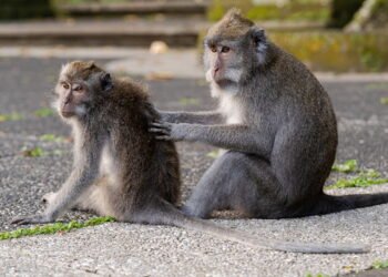 Macacos têm tratamento especial em zoológico