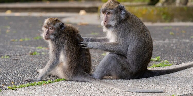 Macacos têm tratamento especial em zoológico