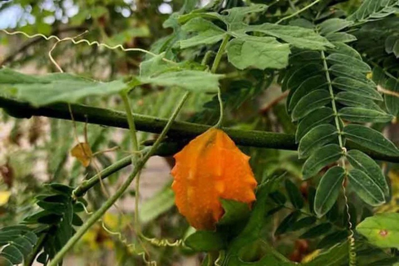 Melão de São Caetano: as propriedades medicinais da planta