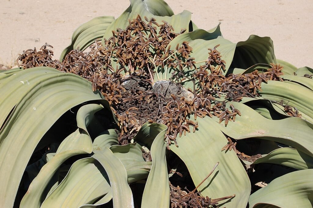 Welwitschia mirabilis