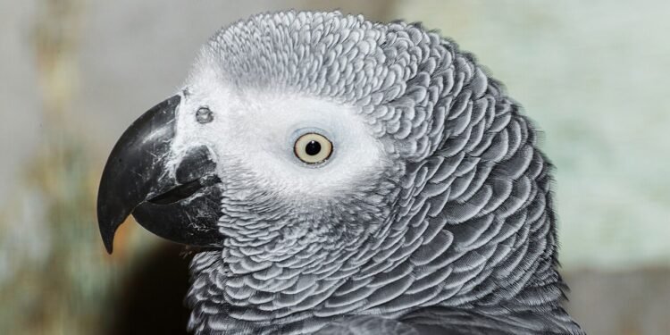 Papagaio-cinzento