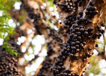 Pomar de jabuticaba