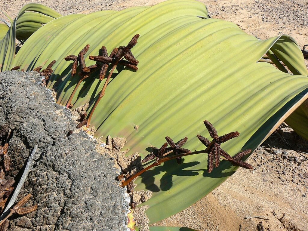 Welwitschia mirabilis 