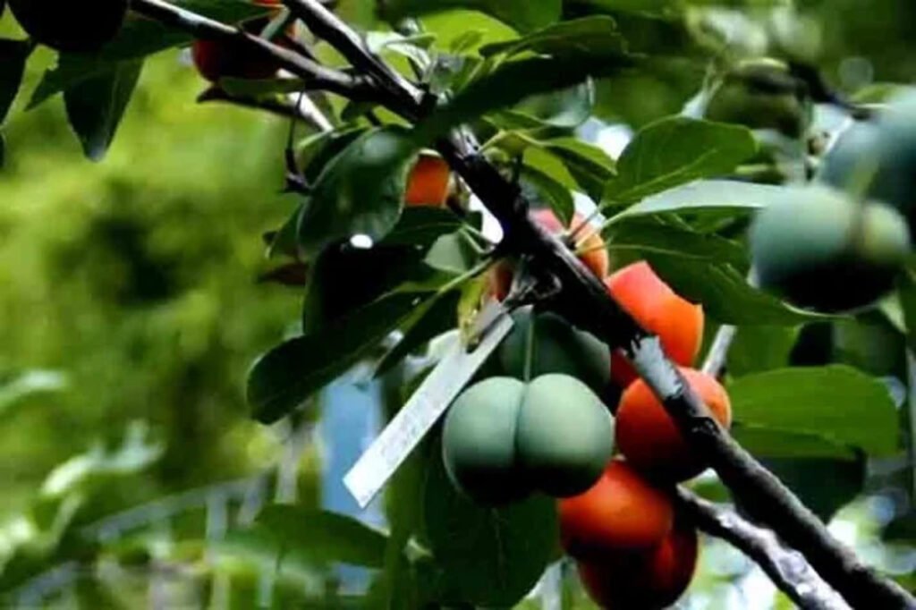 Árvore Frankenstein